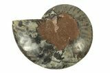 Cut & Polished Ammonite Fossil (Half) - Unusual Black Color #267914-1